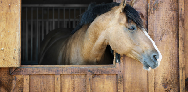 A vendre par TAIC immobilier, 31 - TOULOUSE - Domaine équestre sur 14 hectares permettant l'exploitation en écurie de propriétaires, haras, poneys club, commerce de chevaux...