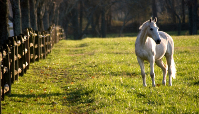 A vendre par TAIC immobilier, 31 - TOULOUSE - Domaine équestre sur 14 hectares permettant l'exploitation en écurie de propriétaires, haras, poneys club, commerce de chevaux...