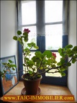 A vendre par Tarn Aveyron Immobilier,12,Aveyron,Ancien presbytere 150m2 renove,1700m2 de terrain,charme,calme,agence immobilière cordes sur ciel