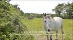 A vendre,corps de ferme,hectares,puits,source,calme,prairies,bois,dependances,grange,Castelmary,Naucelle,Tanus,Albi,Rodez,propriété equestre,taic-immobilier.com,agence immobiliere Tarn,Aveyron,81,12