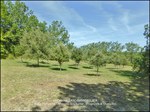 taic immobilier,81,tarn,cordes sur ciel,gaillac,albi,a vendre, propriété,demeure,prestige,calme,hectare,parc,puits,propriété a vendre, agence immobilière cordes sur ciel,albi,