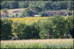A vendre Castelnau de Montmiral Domaine de 8 hectares avec piscine, Maison principale, maison de fonction, 6 boxes et de nombreuses dépendances