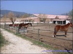 A vendre par TAIC Immobilier A vendre Secteur Avignon : Domaine équestre sur 15Ha permettant l'exploitation en écurie de propriétaires, poneys club, haras, commerce de chevaux. Superbes installations ! Manège, 4 Carrières , maison de maître etc